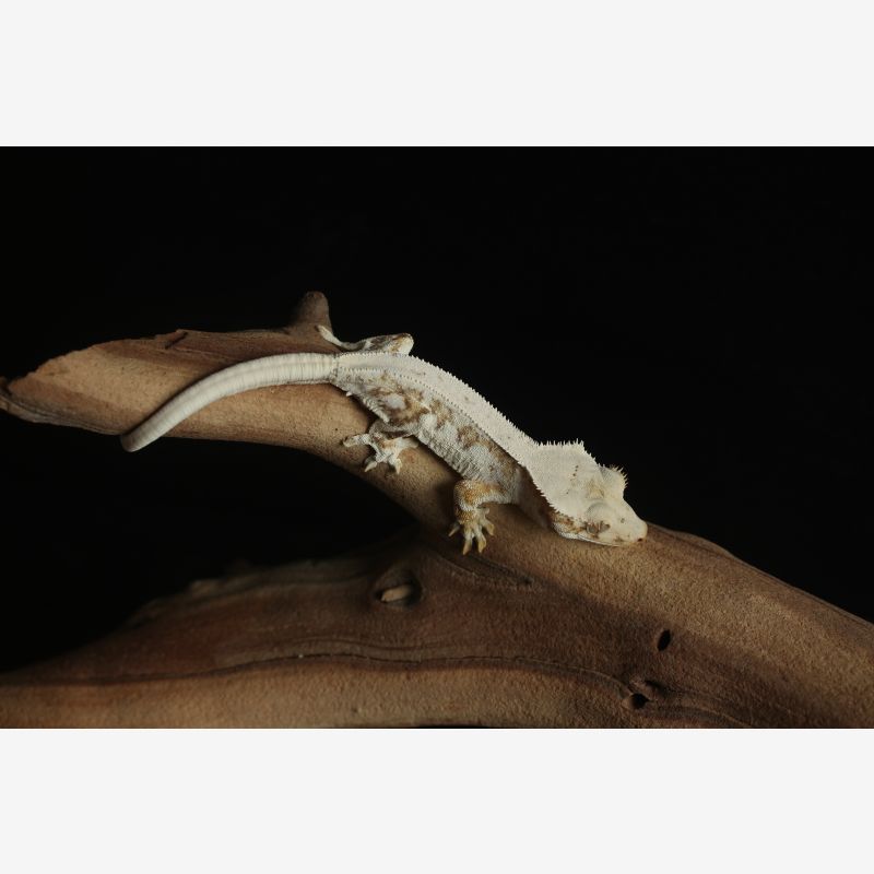 Yellow and White Lilly White Crested Gecko