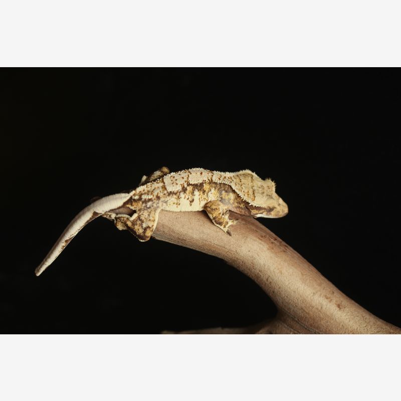 Tricolor Type Extreme Harley Female Crested Gecko