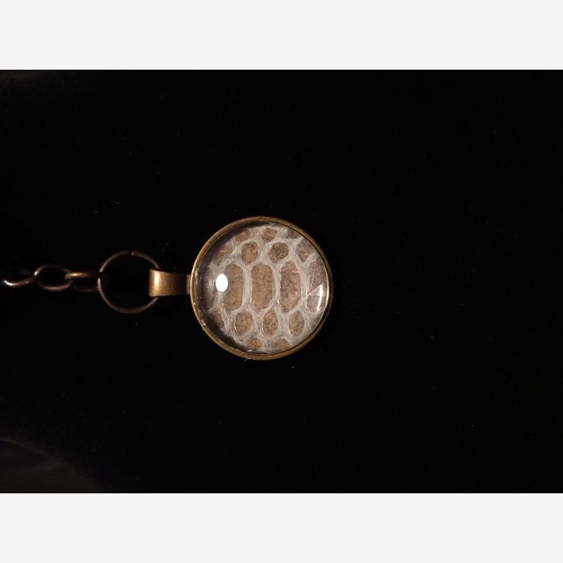 Art For Sale - Reptiles for Sale, Shows, and Expos