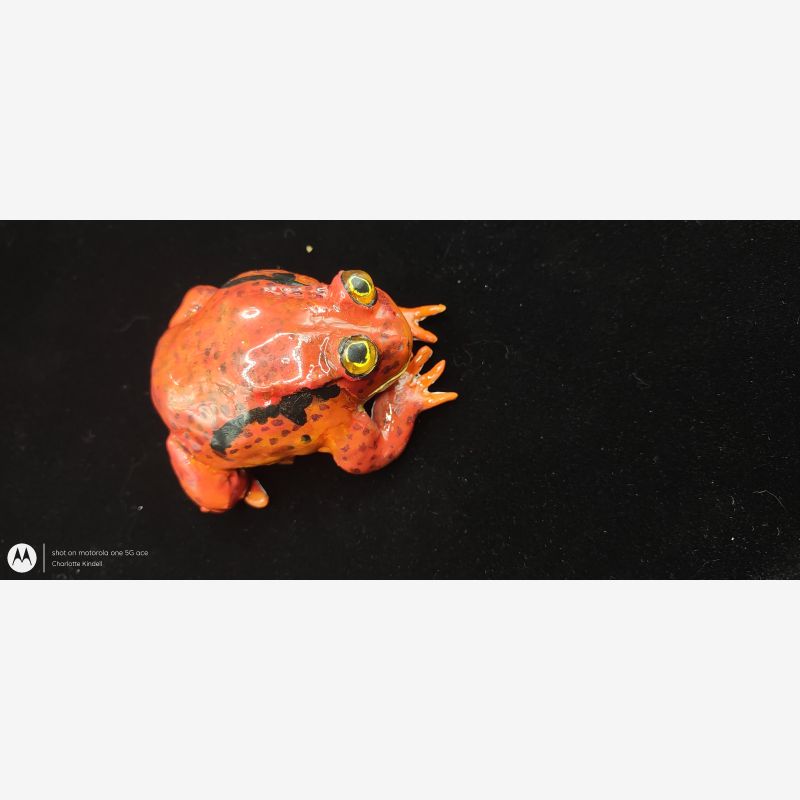 Tomato Frog Sculpture