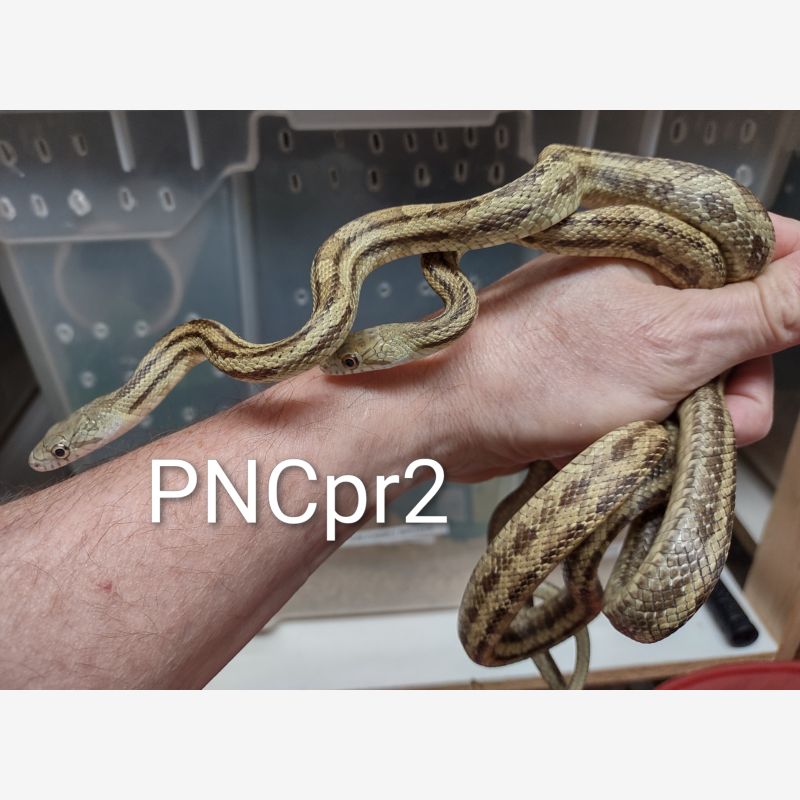 CBB Coastal N Carolina Ratsnakes