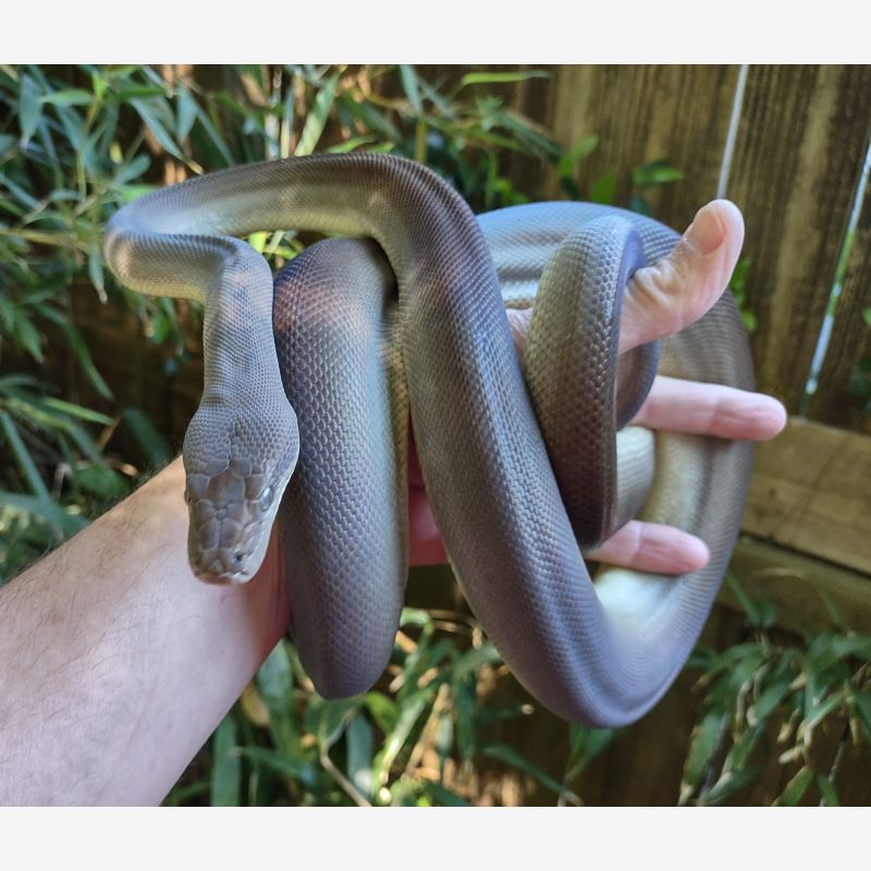 Olive Python female