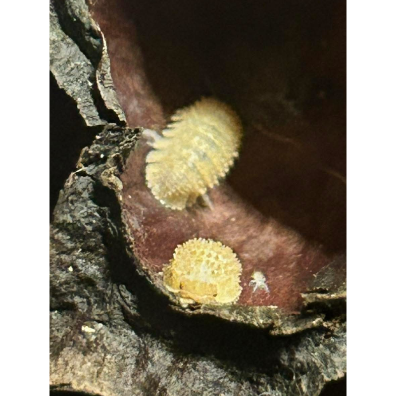 5ct Cristarmadillidium muricatum Pineapple Isopod