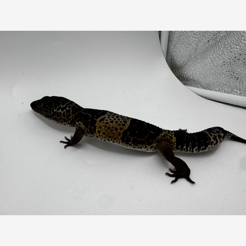 West Indian Leopard Gecko