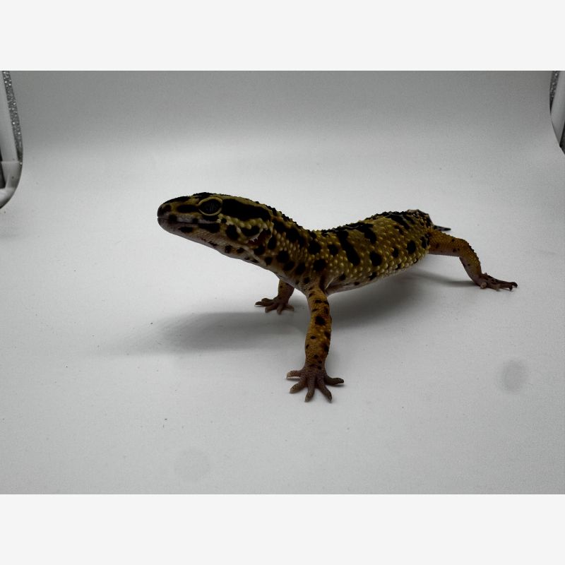 Normal Leopard Gecko