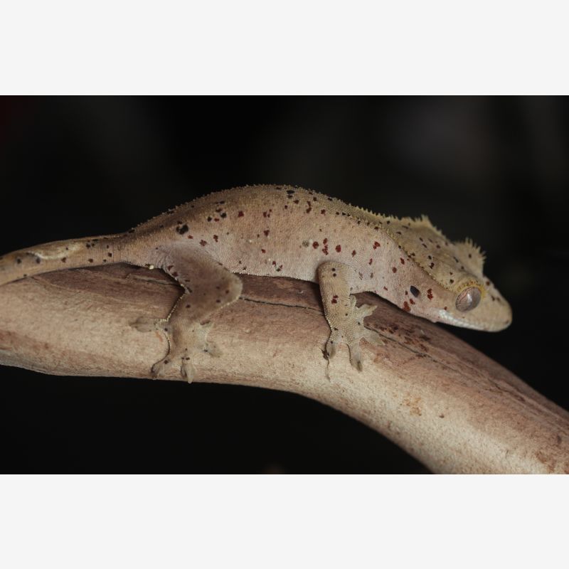 Red Spot Dalmatian Male Crested Gecko
