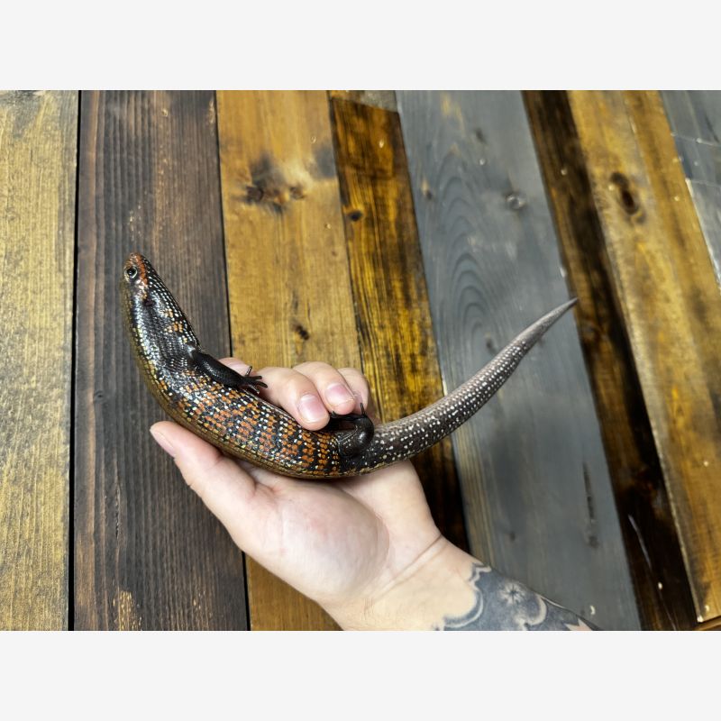 Fire Skink x2