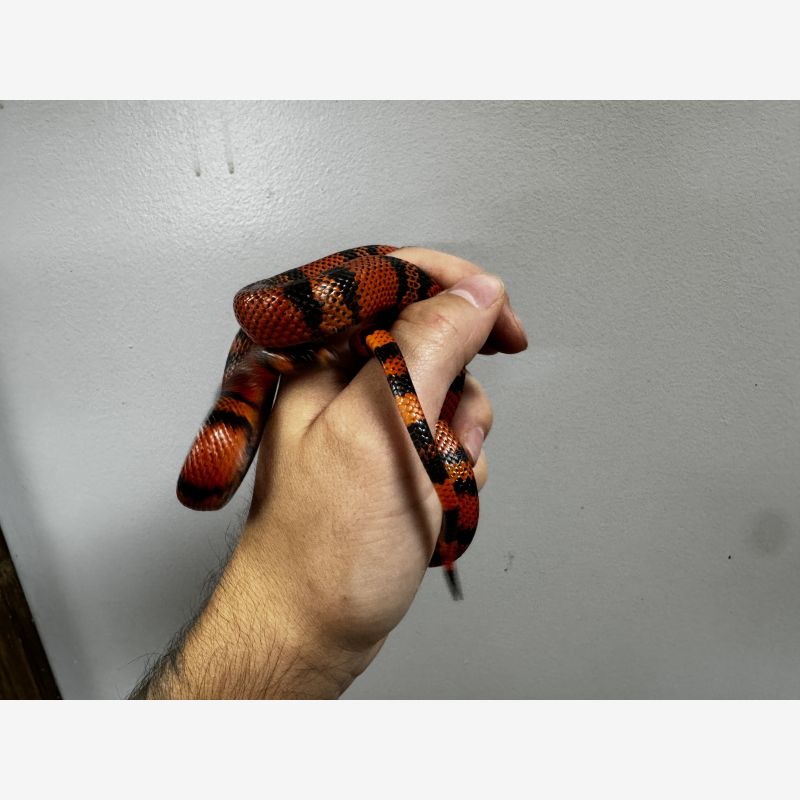 Honduran Milksnake