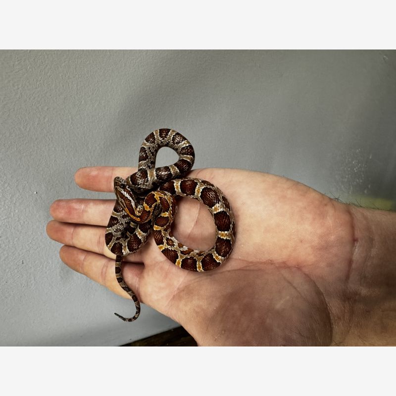 Normal corn snake 