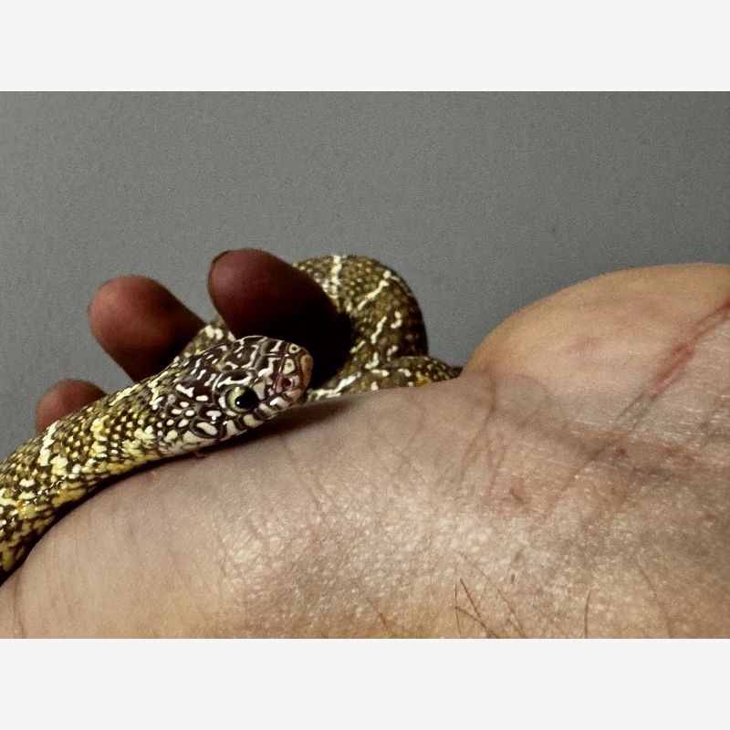 Jelly Jelly Kingnsnake