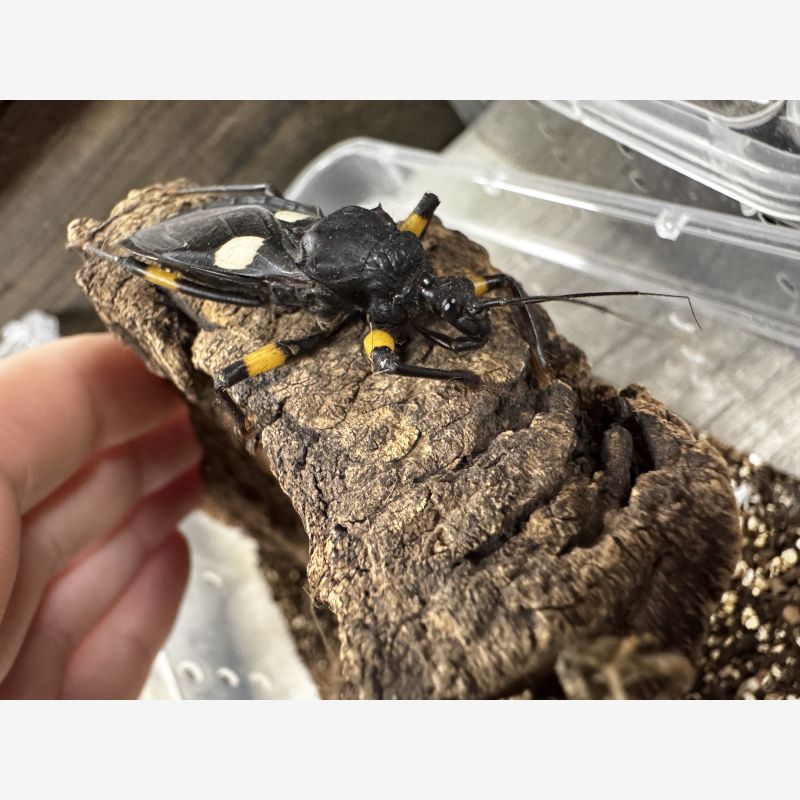 White Spot Assassin Bug