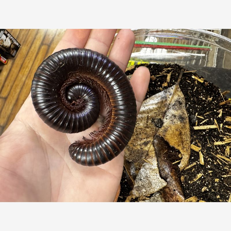 Giant African Millipede