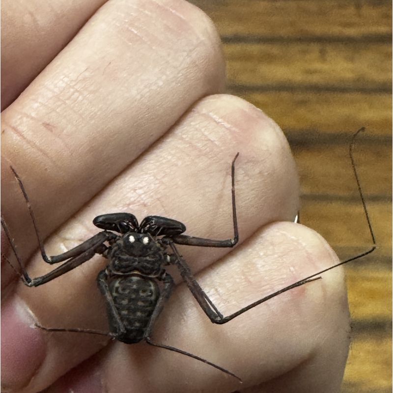 Central American Whip Scorpion