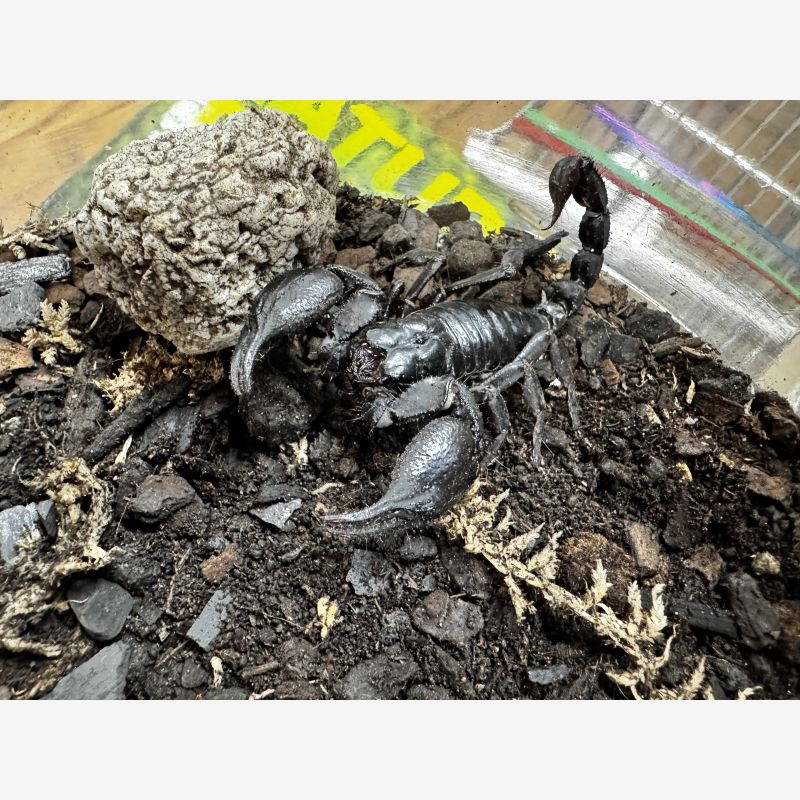 Asian Forest Scorpion