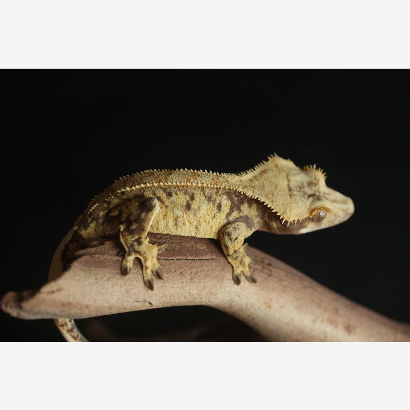 Drippy Extreme Harley Male Crested Gecko