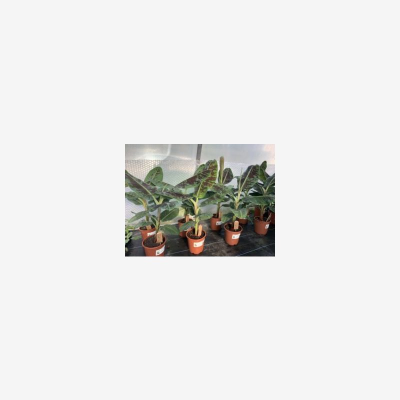 Dwarf Cavendish Banana Trees