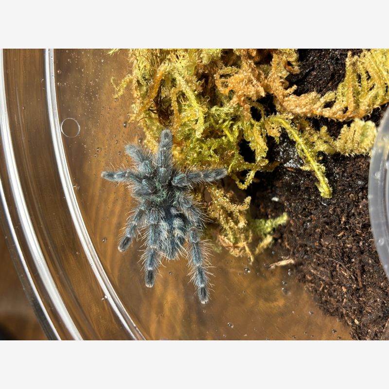 Antilles pink toe Caribena versicolor 1.5”