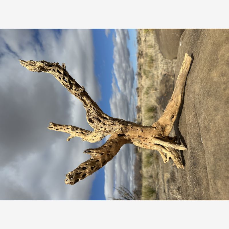 Character Cholla Stumps ( Large) 