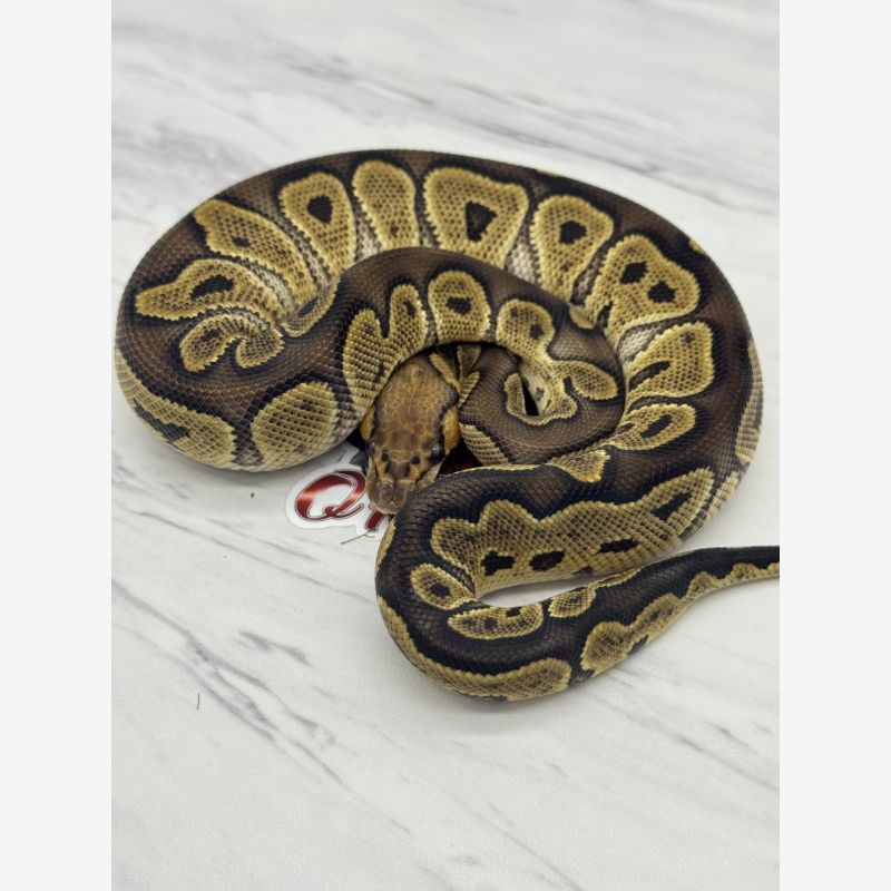 0.1 Ghi Clown