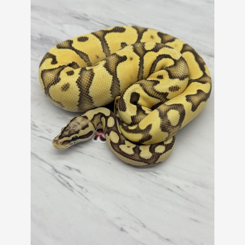 1.0 Superly Enchi Het Hypo 50% Het Tsk