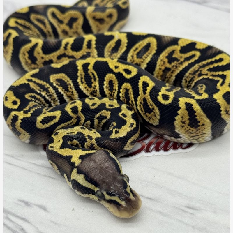 1.0 Pastel Ghi