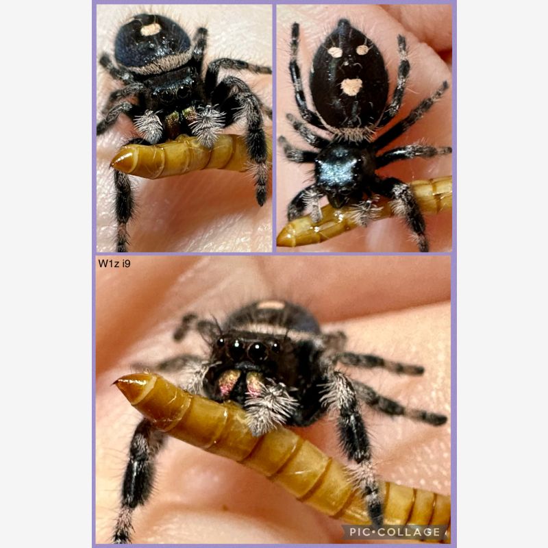 Subadult female regal