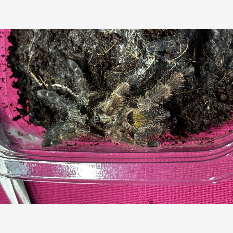 Costa Rican orange mouth Psalmopoeus reduncus 1.5”