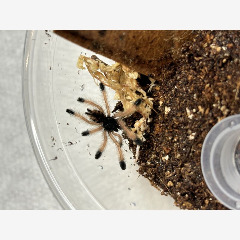 Metallic pink toe Avicularia avicularia M6