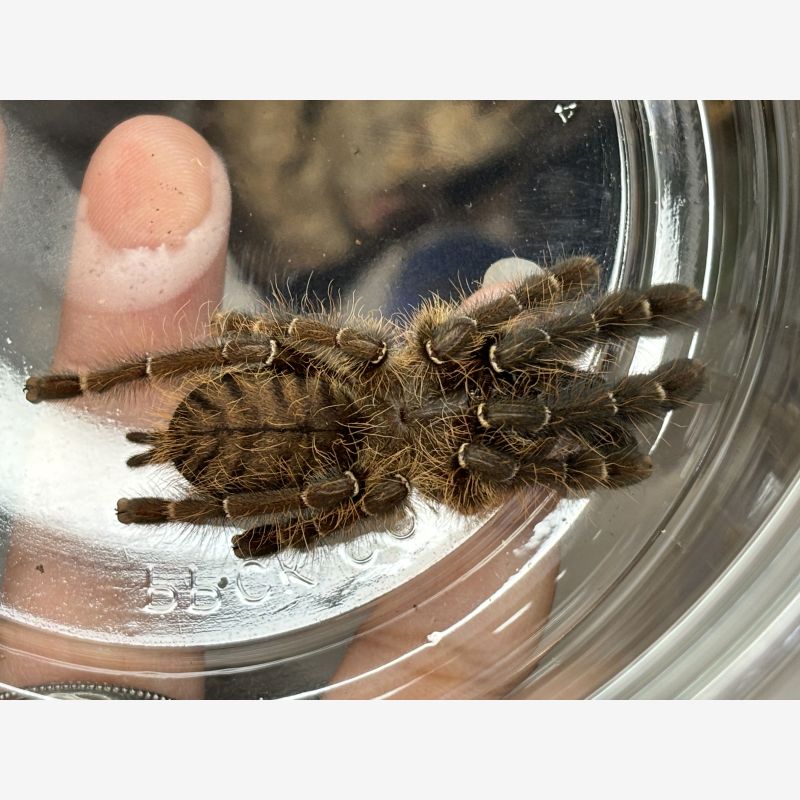 Emerald shadow tree spider  Omothymus sp Valhalla 2.5”