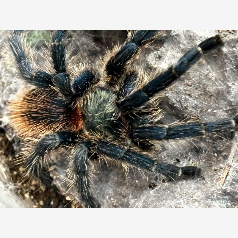 Brazilian blue dwarf beauty Dolichothele diamantinensis 0.5”