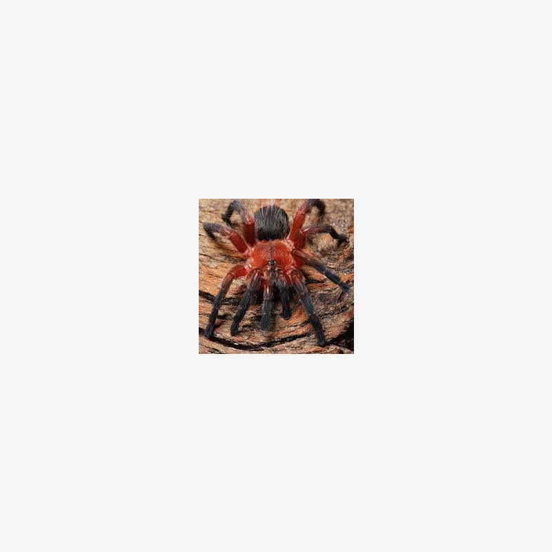 Neon purple blast tarantula Dolichothele rufoniger 0.33”