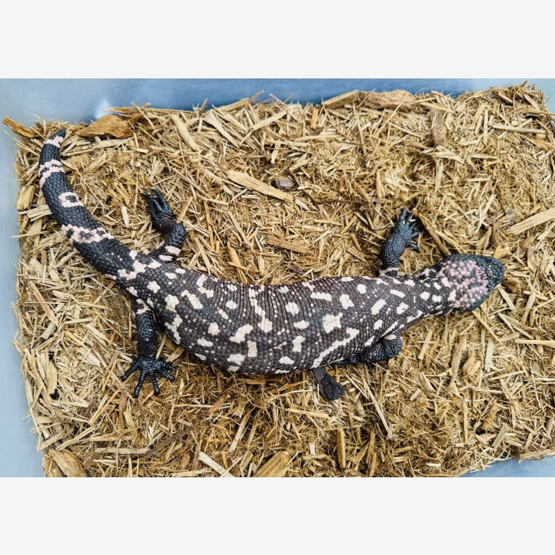 GILA MONSTER 