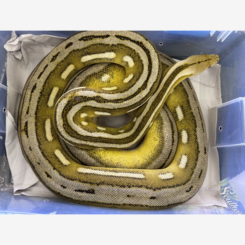 ORANGE GHOST STRIPE TIGER