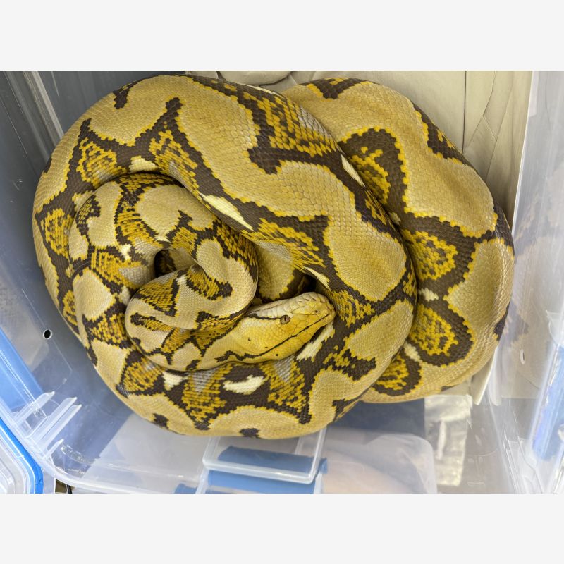 ORANGE GLOW HET PIED
