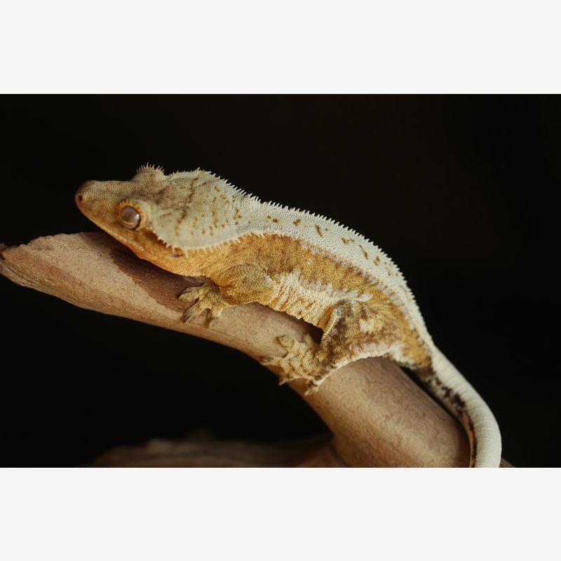 Fantastic Yellow and White Pinstripe Female
