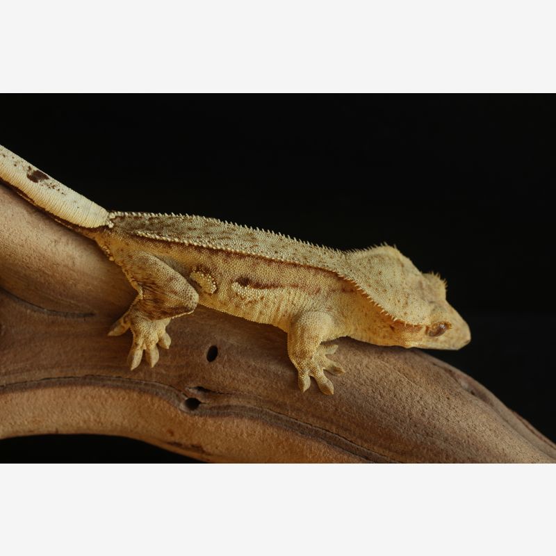 Very Nice Yellow and Cream Female