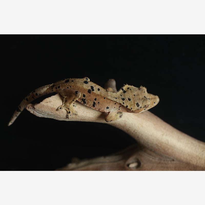 Chunky Dalmatian Female