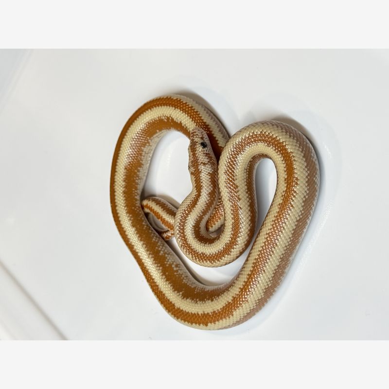 Albino Harquahala Rosy Boa