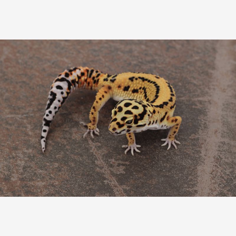 Tangerine Bold ph Tremper & Eclipse male
