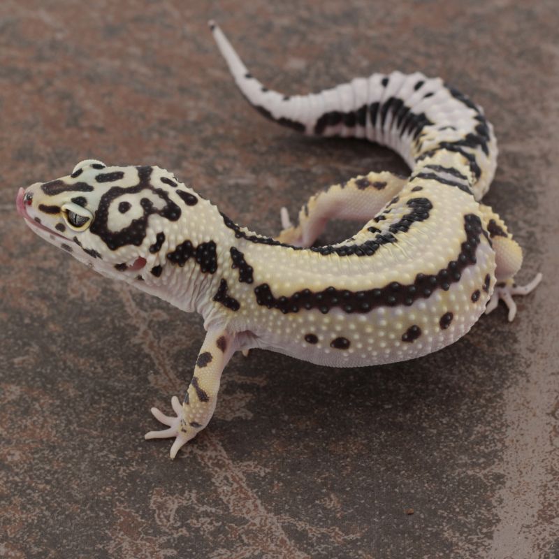 Bold Stripe(Bandit/Extreme Bold lines)  ph Tremper & Eclipse Female