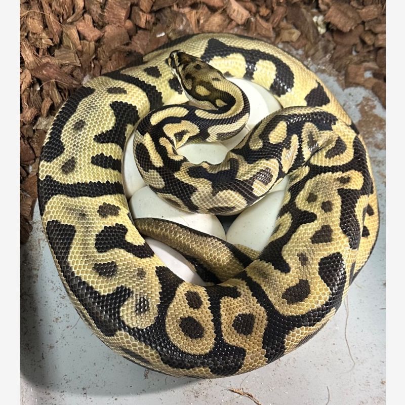 Spotnose Leopard het Clown Proven Breeder