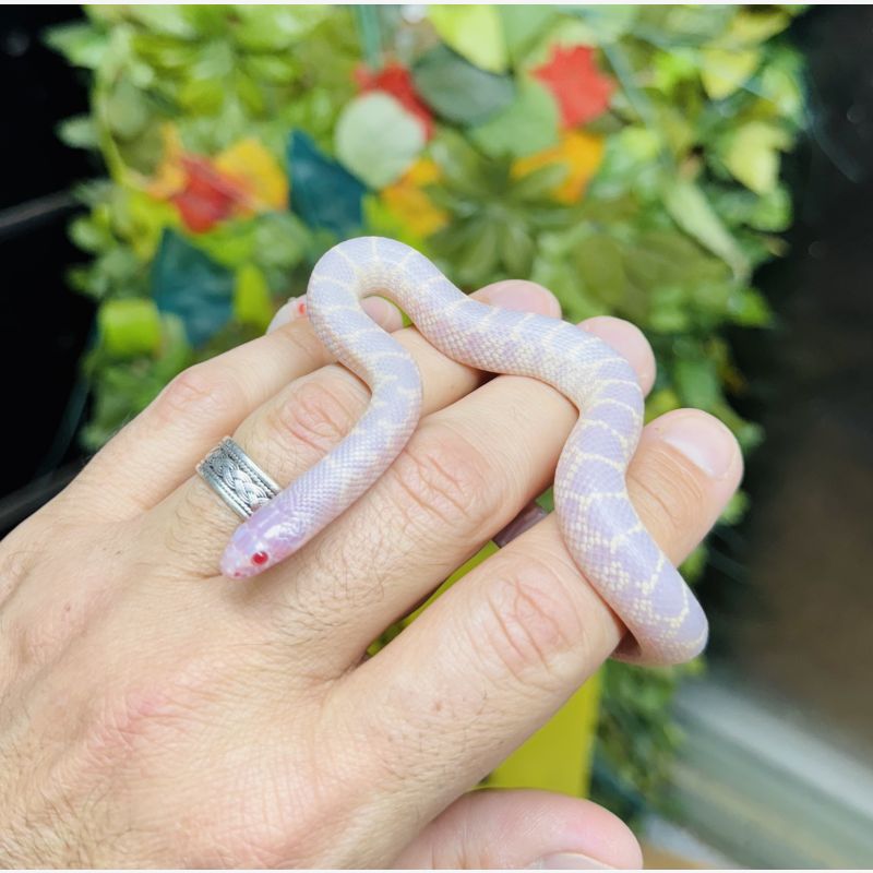SNOW Desert King Snake