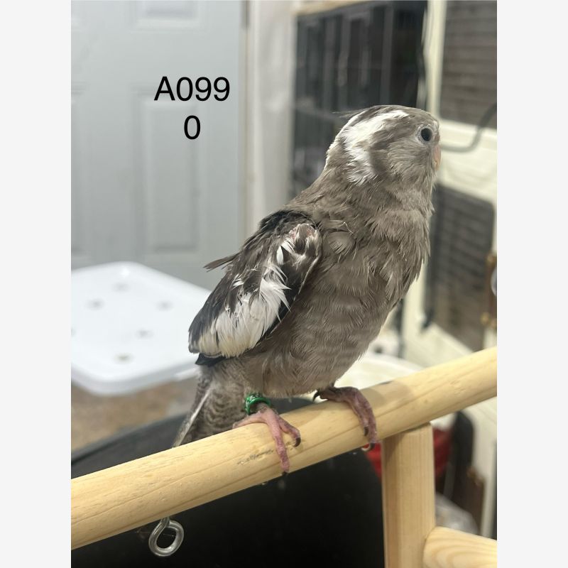 White face grey cockatiel