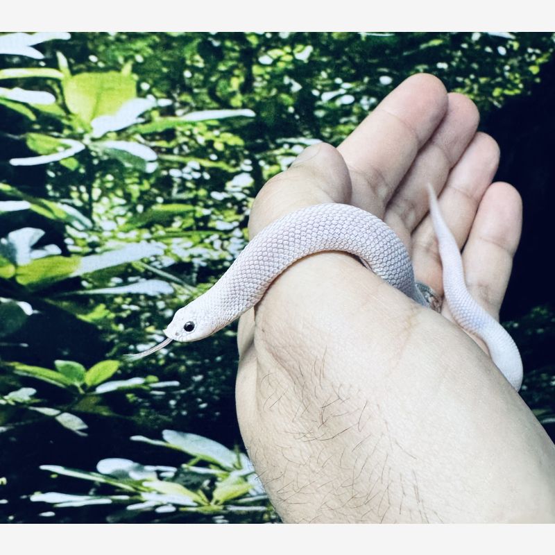 Lucy Western Hognose 