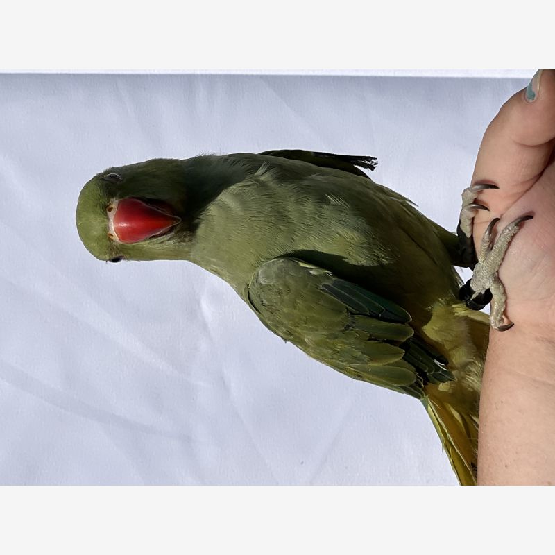 Indian Ringneck 