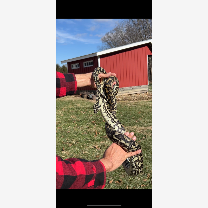 6' Coastal Carpet Python