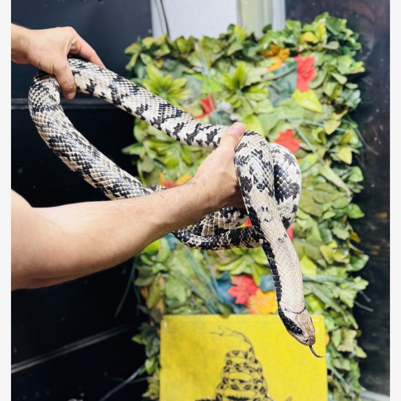 HUGE Female False Water Cobra