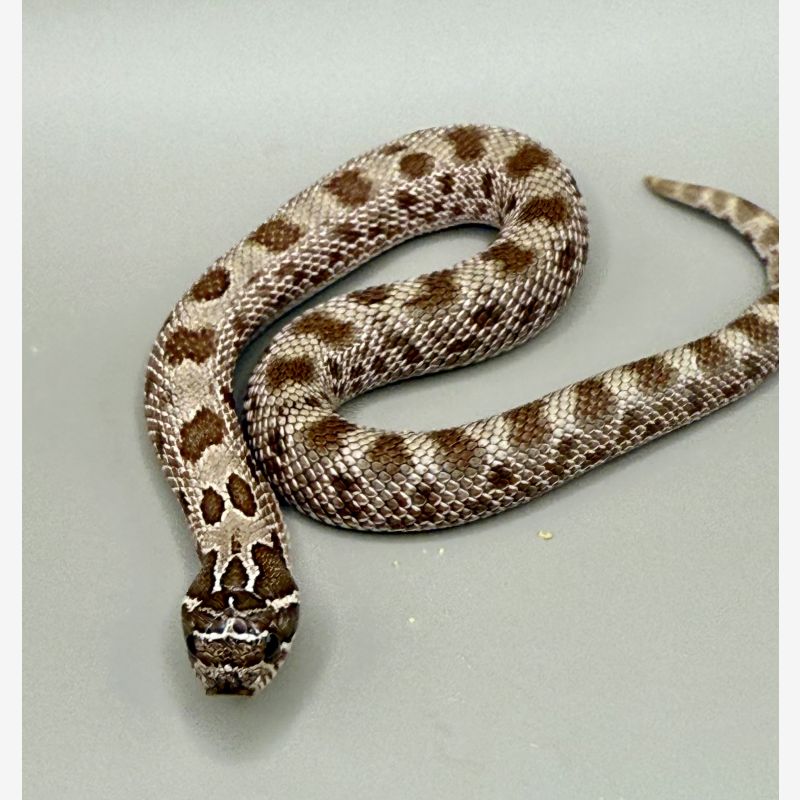 Conda Double Het Ultramel