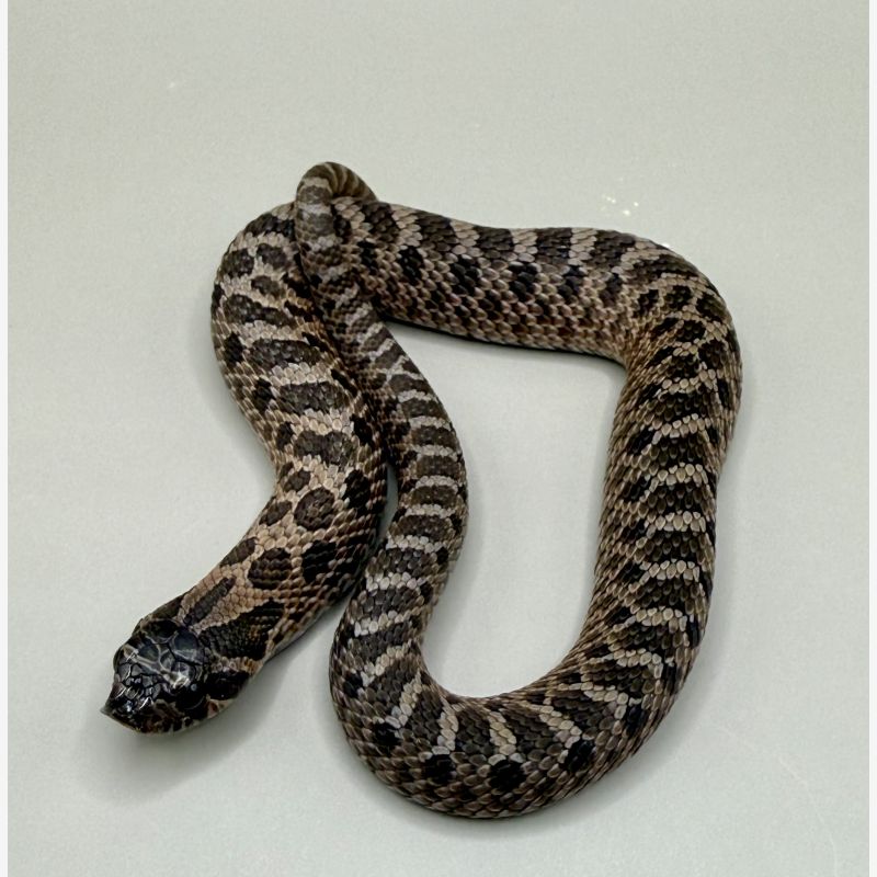 Arctic Sable 50% Pos Het Axanthic