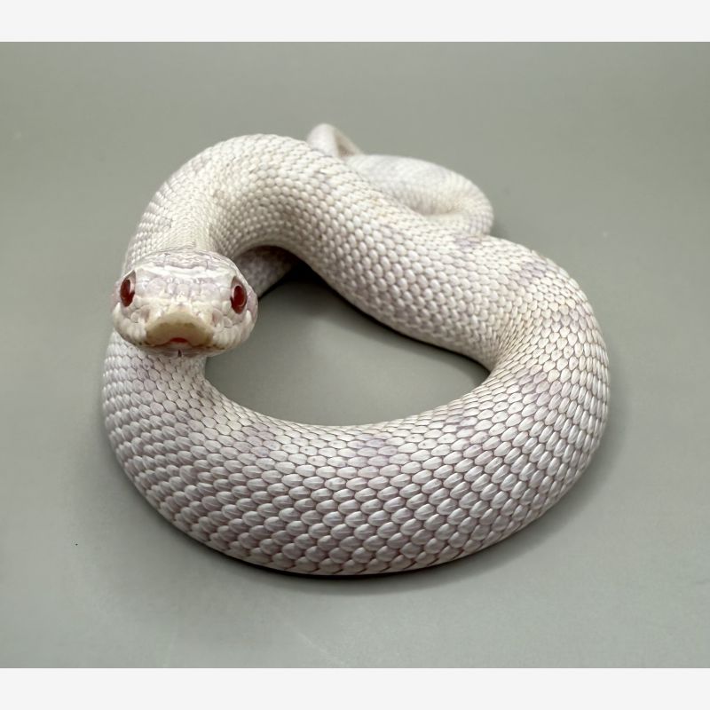 Yeti male 